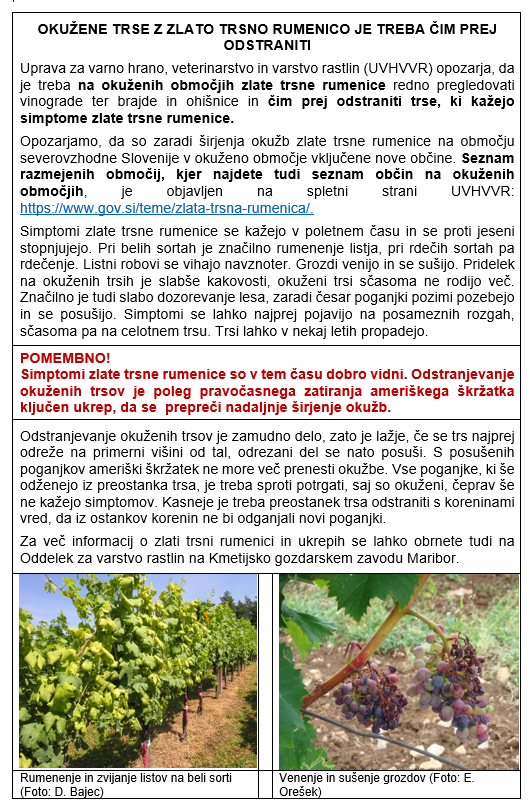 Zlata trsna rumenica 9-24